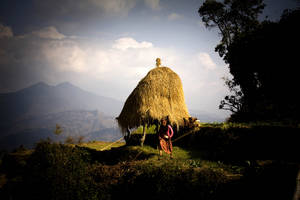Nepalesa de regreso a sus parcelas. La paja se utiliza para fabricar tapetes y como piensos para el ganado. Foto ©FAO/Sailendra Kharel