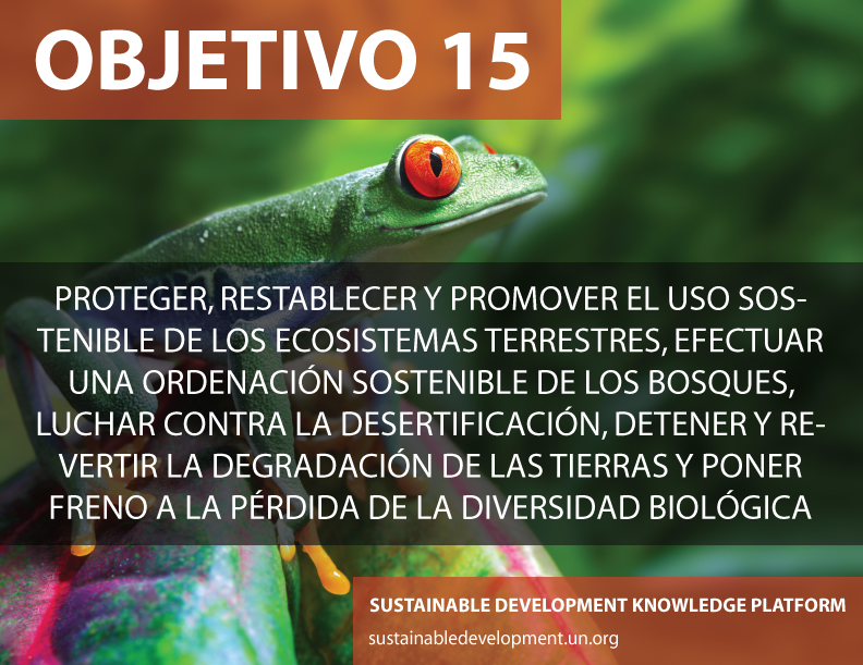 Objetivo 15: Proteger, restablecer y promover el uso sostenible de los ecosistemas terrestres, efectuar una ordenación sostenible de los bosques, luchar contra la desertificación, detener y revertir la degradación de las tierras y poner freno a la pérdida de la diversidad biológica. Foto ONU