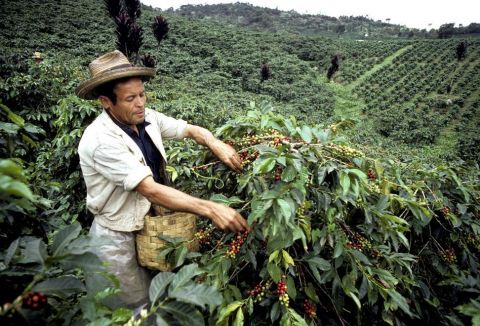 Colombia es el segundo exportador de café del mundo. Foto: ONU/Jerry Frank