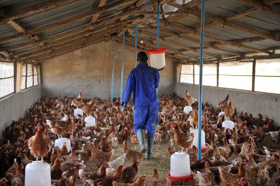 Granja de pollos en Chad, uno de los países en riesgo tras el reciente brote de gripe aviar en Nigeria. Foto: FAO/Sia Kambou