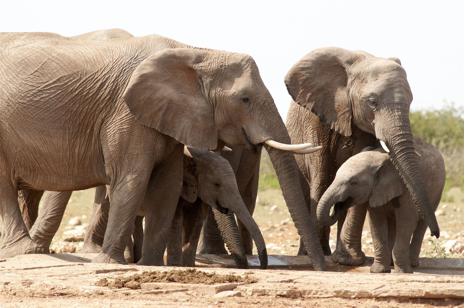La Unión Internacional para la Conservación de la Naturaleza (UCN) considera vulnerables a los elefantes africanos, que son cazados de manera furtiva por sus colmillos de marfil. Foto PNUMA GRID Arendal/Peter Prokosch