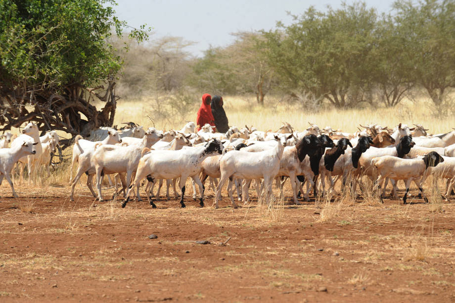 Niñas pastorean cabras en Somalia, donde la sequía en algunas zonas ha contribuido a una grave escasez de agua e incluso muertes del ganado. Foto: FAO/Simon Maina