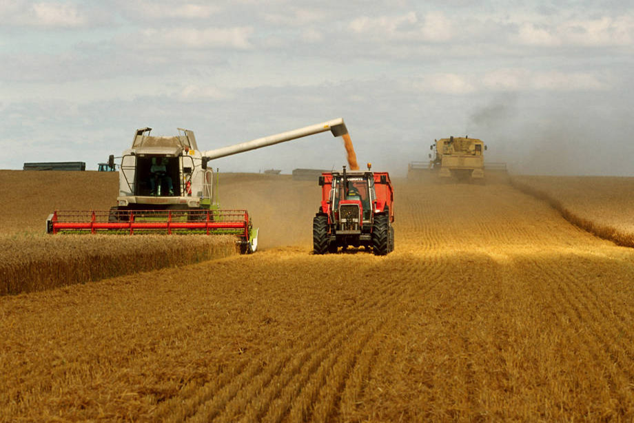 La FAO prevé una producción global de trigo de 728 millones de toneladas. Foto: FAO/Olivier Thuillier