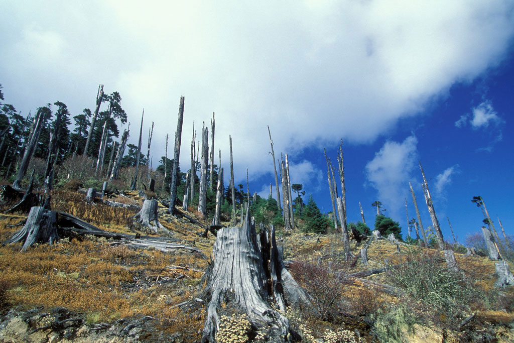 Deforestación en Buthán. Foto: Banco Mundial/Curt Carnemark