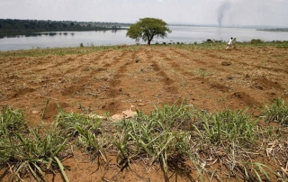 Campos de cultivo junto a orillas del lago Sake de Rwanda. Foto: FAO / Giulio Napolitano