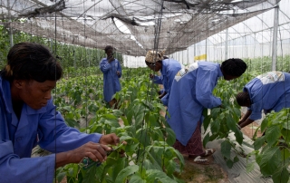 En Katibougou, en las afueras de Bamako, Malí, los trabajadores podan cuidadosamente las plantas en un invernadero donde se cultivan sandías, pimientos, tomates y otras verduras. Foto Banco Mundial/Dominic Chavez