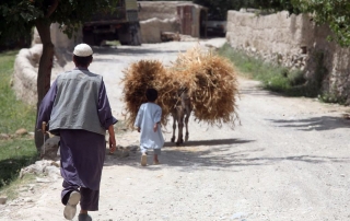 Un granjero afgano y su hijo acarrean trigo. Foto FAO/Giuilio Napolitano