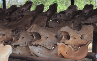 Cabezas de rinocerontes. Captura de video. La ONU en acción