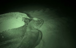 Una tortuga. Captura de vídeo. La ONU en acción