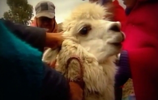 Una alpaca en Ecuador. Captura de vídeo de la ONU en Acción.