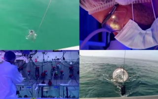 Acidificación de los océanos. Captura de vídeo. La ONU en acción.