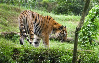 Photo: Sumatran tiger