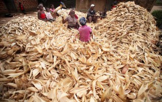 Women in Mozambique desheath a pile of corn. Photo: FAO/Paballo Thekiso