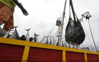 Photo: Offloading tuna in Côte d’Ivoire at Abidjan’s main port. Photo: FAO/Sia Kambou