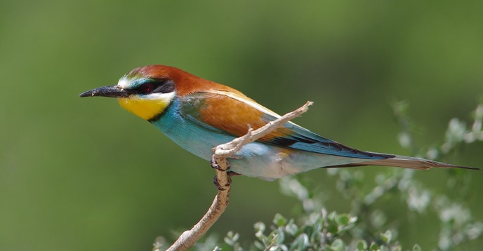 The European bee-eater in the Ichkeul National Park and Biosphere Reserve (Tunisia).