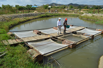 يتقلى عديد المزارعين في بلدان الجنوب كثيرا من التدريبات على تكنولوجيات حديثة بما فيها ثقافة زراعة الأسماك