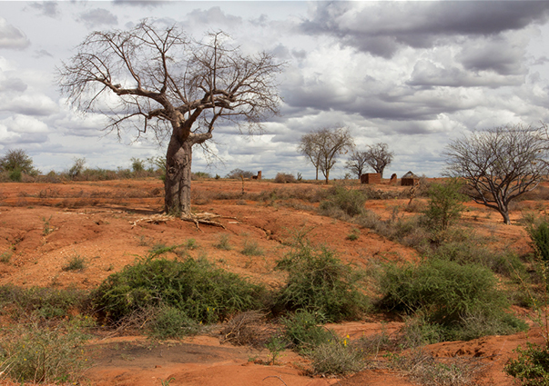  شجرة باوباب في منطقة قاحلة ومتدهورة في شرق كينيا. 