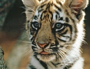 Тигры нуждаются в защите Фото ООН/Джон Айзек