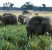 Elephants roaming