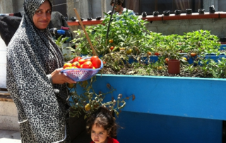 Eman Nofal collects vegetables from her rooftop garden  Photo: FAO/M. El Shattali