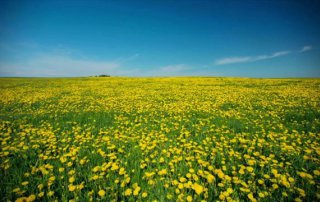 Photo of field of yellow flowers with blue sky in distance.