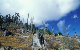 إزالة الغابات تؤثر بشكل مباشر على مناخ الكوكب وامداداته من المياه. من صور البنك الدولي/Curt Carnemark