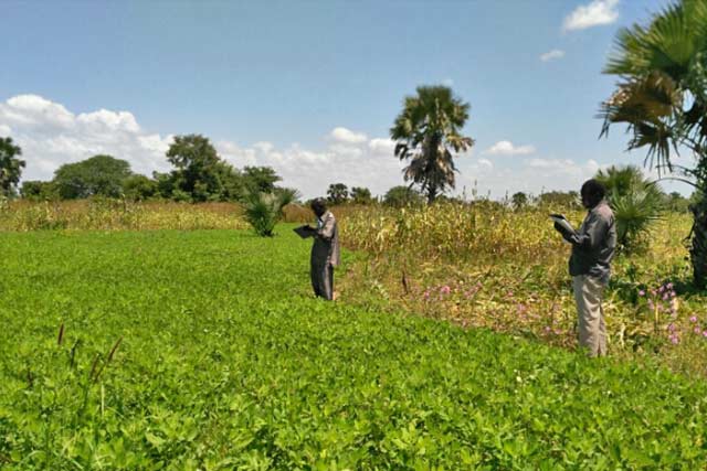 Crop assessment in South Sudan. Photo: FAO