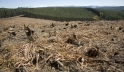 Logged plantation in KwaZulu-Natal, South Africa. Photo: AMO/David Larsen