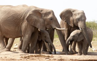 African elephants are listed as vulnerable by the International Union for Conservation of Nature (IUCN), as the animals are poached for their ivory tusks. Photo: UNEP GRID Arendal/Peter Prokosch
