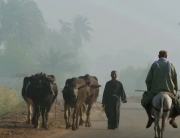 Una persona llevando a las vacas. Captura víedo, la ONU en acción