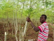 Un hombre con un árbol de moringa. Captura de vídeo la ONU en acción