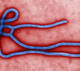 Déclaration conjointe relative à l'épidemie du virus Ebola par les comités de bioéthique de l'UNESCO