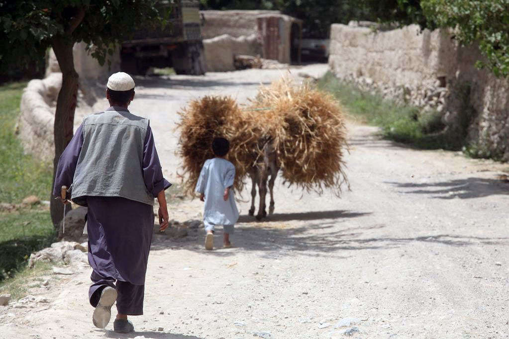 Un granjero afgano y su hijo acarrean trigo. Foto FAO/Giuilio Napolitano