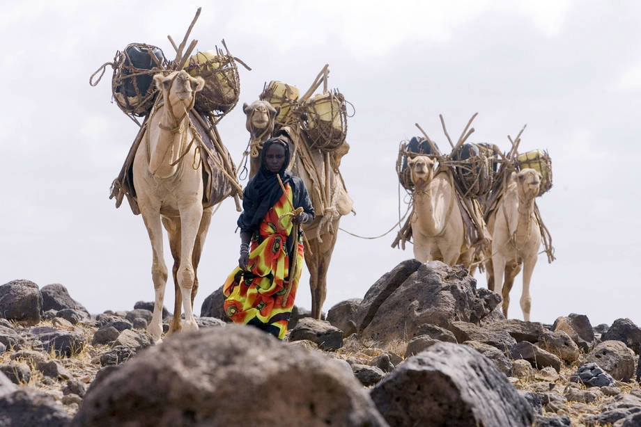 Agua recogida pastor de camellos de Kenia. Foto: FAO / Giulio Napolitano