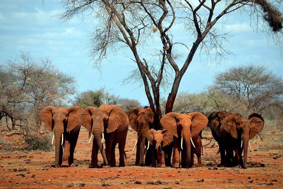 Elefantes en África Central. Foto: CITES