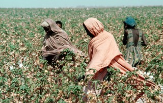 Photo: Migrant farm workers picking cotton in Sudan.