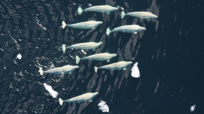 Aerial view of beluga whales.