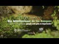 Captura de vídeo FAO: Día Internacional de los Bosques 2016