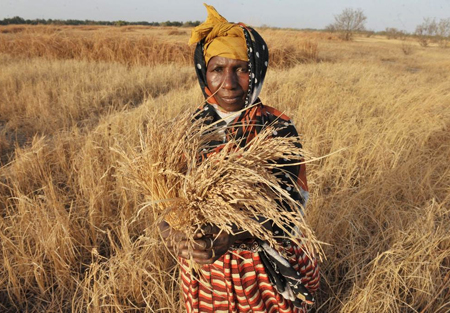 Una campesina de Gambia muestra una mata seca de arroz a causa de la sequía