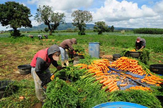 Los agricultores recogen las zanahorias en una granja en Chimaltenango, Guatemala. Foto: Banco Mundial/Maria Fleischmann