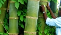 A farmer measuring the thickness of a bamboo tree in Madagascar. Photo: INBAR/Lou Yiping