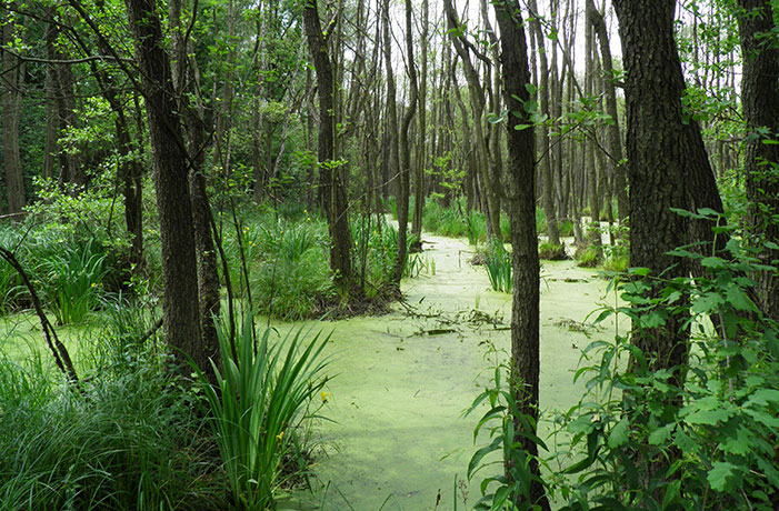 Wetlands Conservation and Restoration in Poland's Kampinos National Park