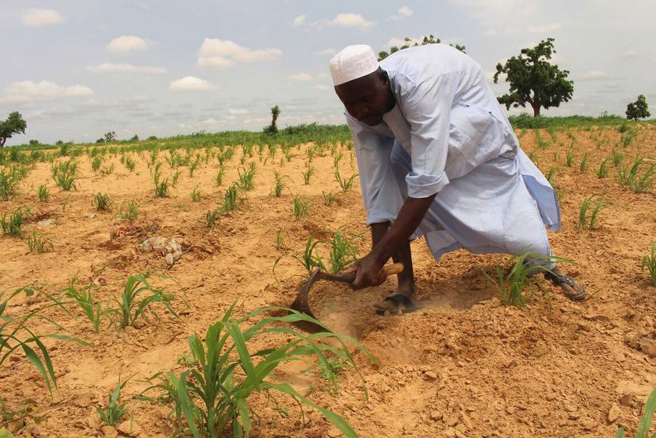A displaced farmer preparing land before planting in Kukarata, northeastern Nigeria. Photo: FAO/Sonia Nguyen