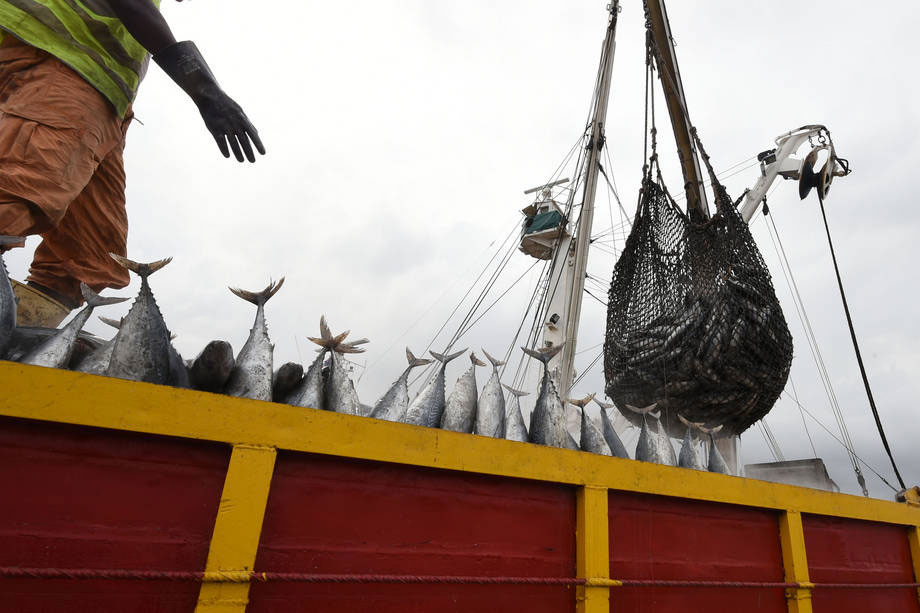 Offloading tuna in Côte d’Ivoire at Abidjan’s main port. Photo: FAO/Sia Kambou