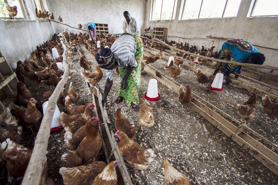 For the first time since 2006, the H5N1 bird flu virus has been found in Cameroon, putting the number of countries in the region who have battled the virus at six. Photo: FAO/Isaac Kasamani