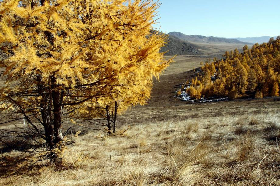 Larch trees in Mongolia’s Altansumber forest. Photo: FAO/Sean Gallagher