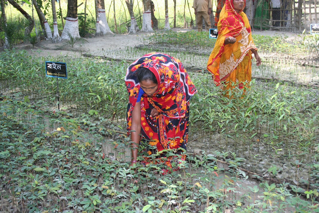 Women in Char Kukri-Mukri, Bangladesh tending to mangrove saplings which will be turned into a mangrove forest to protect the eroding coast. Photo: UNDP