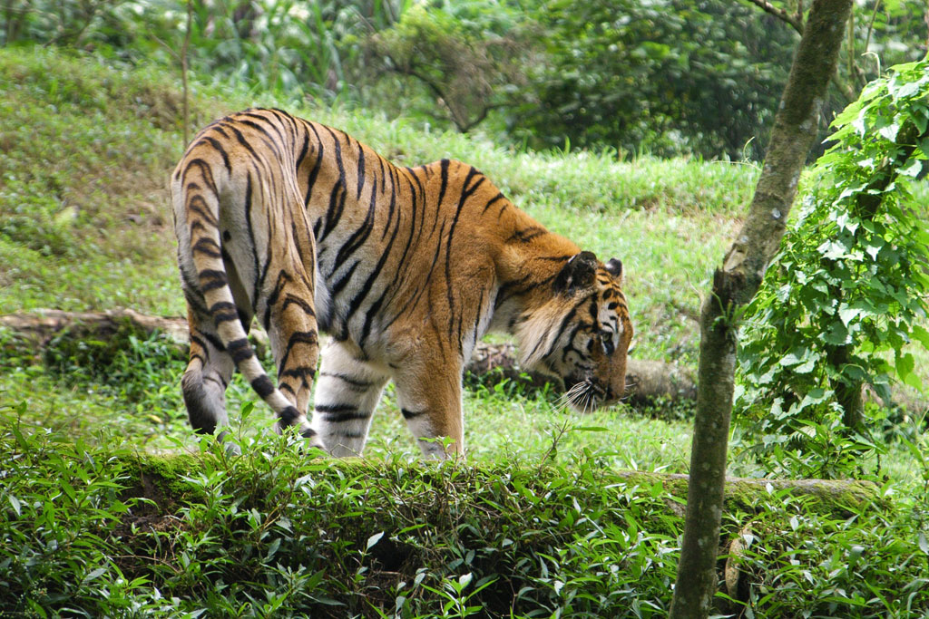 The Sumatran tiger is classified as a critically endangered species on the Indonesian island of Sumatra. This smallest sub-species of the tiger once also lived on Bali and Java, but became extinct in the 21st century. Photo: <a href=http://bit.ly/2amido6>UNEP GRID Arendal/Peter Prokosch</a>