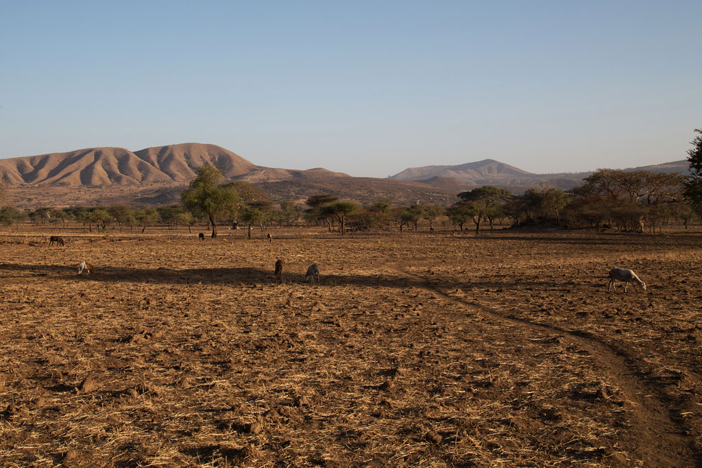 Drought associated with the El Niño phenomenon has severely affected Arsi, Ethiopia. Photo: OCHA/Charlotte Cans