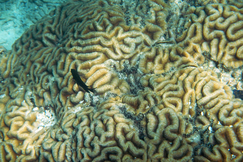 Brain coral, partly damaged from illegal anchoring, Mu Ko Lanta Marine National Park, Thailand. Photo: <a href=http://www.grida.no/photolib/detail/brain-coral-partly-damaged-from-illegal-anchoring-mu-ko-lanta-marine-national-park-thailand_5476>UNEP GRID Arendal/Peter Prokosch</a>